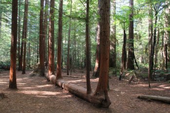 木材對人類的好處，你知道多少？